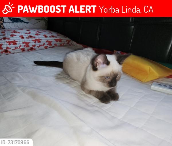 Lost Female Cat last seen Van Buren & Yorkshire Ave in Yorba Linda/Placentia, Yorba Linda, CA 92886