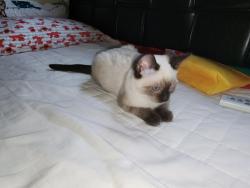 Lost Female Cat last seen Van Buren & Yorkshire Ave in Yorba Linda/Placentia, Yorba Linda, CA 92886