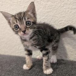Shelter Stray Female Cat last seen Found on the street of Oakland (unknown street), OAKLAND, CA, 94603, 8323 Baldwin St, Oakland, CA 94621, USA