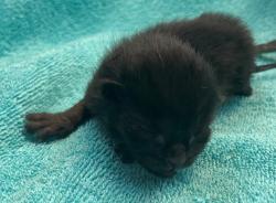 Shelter Stray Male Cat last seen Broad Street, STATEN ISLAND, NY, 10304, 3139 Veterans Rd W, Staten Island, NY 10309, USA
