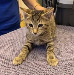 Shelter Stray Male Cat last seen Near Rincon Ave, LIVERMORE, CA, 94550, 8323 Baldwin St, Oakland, CA 94621, USA