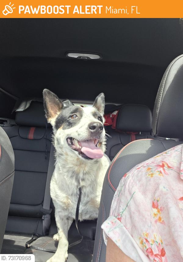 Found/Stray Female Dog last seen 41st and 58st on 122nd ave, Miami, FL 33178