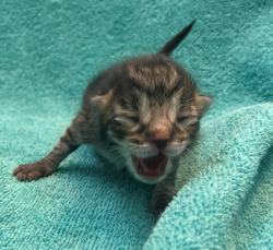 Shelter Stray Male Cat last seen Broad Street, STATEN ISLAND, NY, 10304, 3139 Veterans Rd W, Staten Island, NY 10309, USA