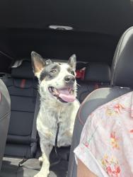 Found/Stray Female Dog last seen 41st and 58st on 122nd ave, Miami, FL 33178