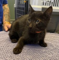 Shelter Stray Male Cat last seen Near Rincon Ave, LIVERMORE, CA, 94550, 8323 Baldwin St, Oakland, CA 94621, USA