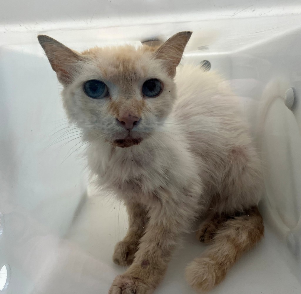 Shelter Stray Male Cat last seen Augusta Avenue, STATEN ISLAND, NY, 10308, 3139 Veterans Rd W, Staten Island, NY 10309, USA