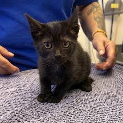 Shelter Stray Female Cat last seen Near Rincon Ave, LIVERMORE, CA, 94550, 8323 Baldwin St, Oakland, CA 94621, USA