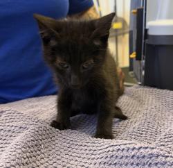 Shelter Stray Male Cat last seen Near Rincon Ave, LIVERMORE, CA, 94550, 8323 Baldwin St, Oakland, CA 94621, USA