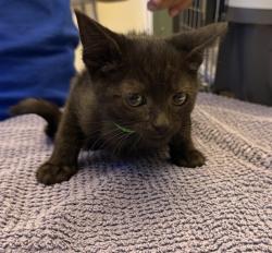 Shelter Stray Unknown Cat last seen Near Rincon Ave, LIVERMORE, CA, 94550, 8323 Baldwin St, Oakland, CA 94621, USA