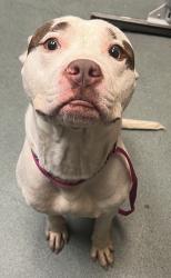 Shelter Stray Male Dog last seen NC, 820 Beacon Lake Dr, Raleigh, NC 27610, USA