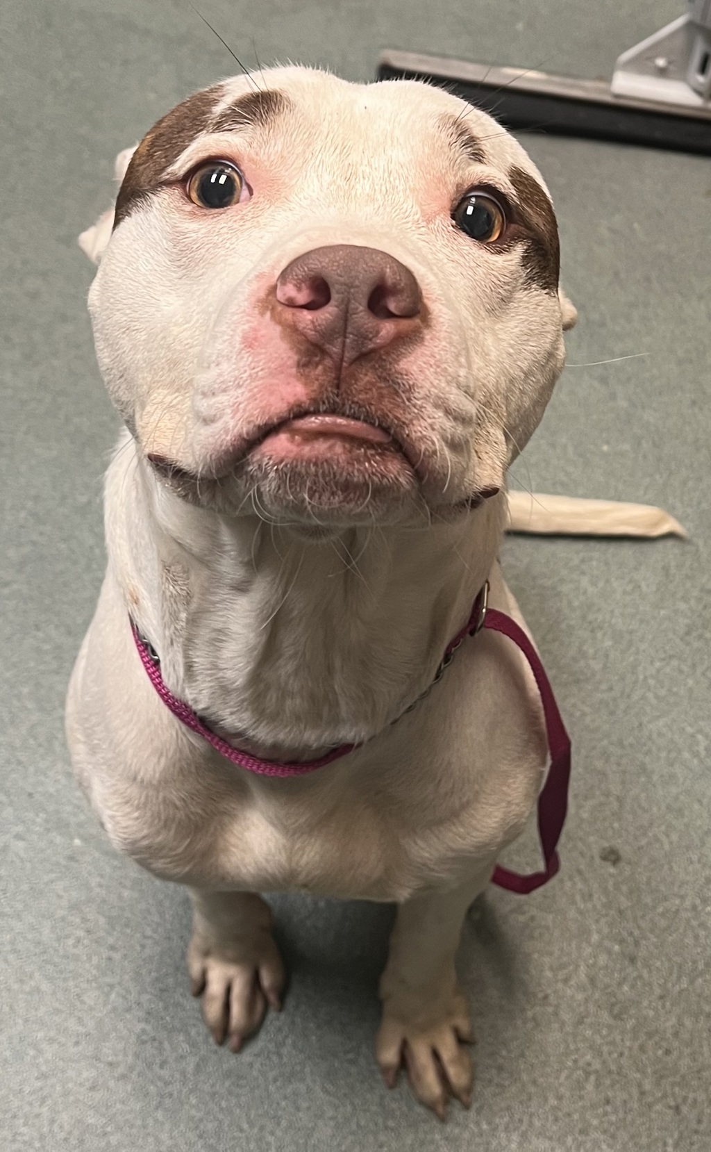 Shelter Stray Male Dog last seen NC, 820 Beacon Lake Dr, Raleigh, NC 27610, USA