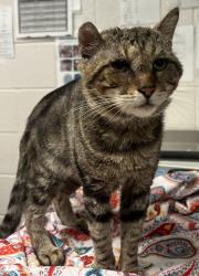 Shelter Stray Male Cat last seen Fuller Street, RALEIGH, NC, 27606, 820 Beacon Lake Dr, Raleigh, NC 27610, USA