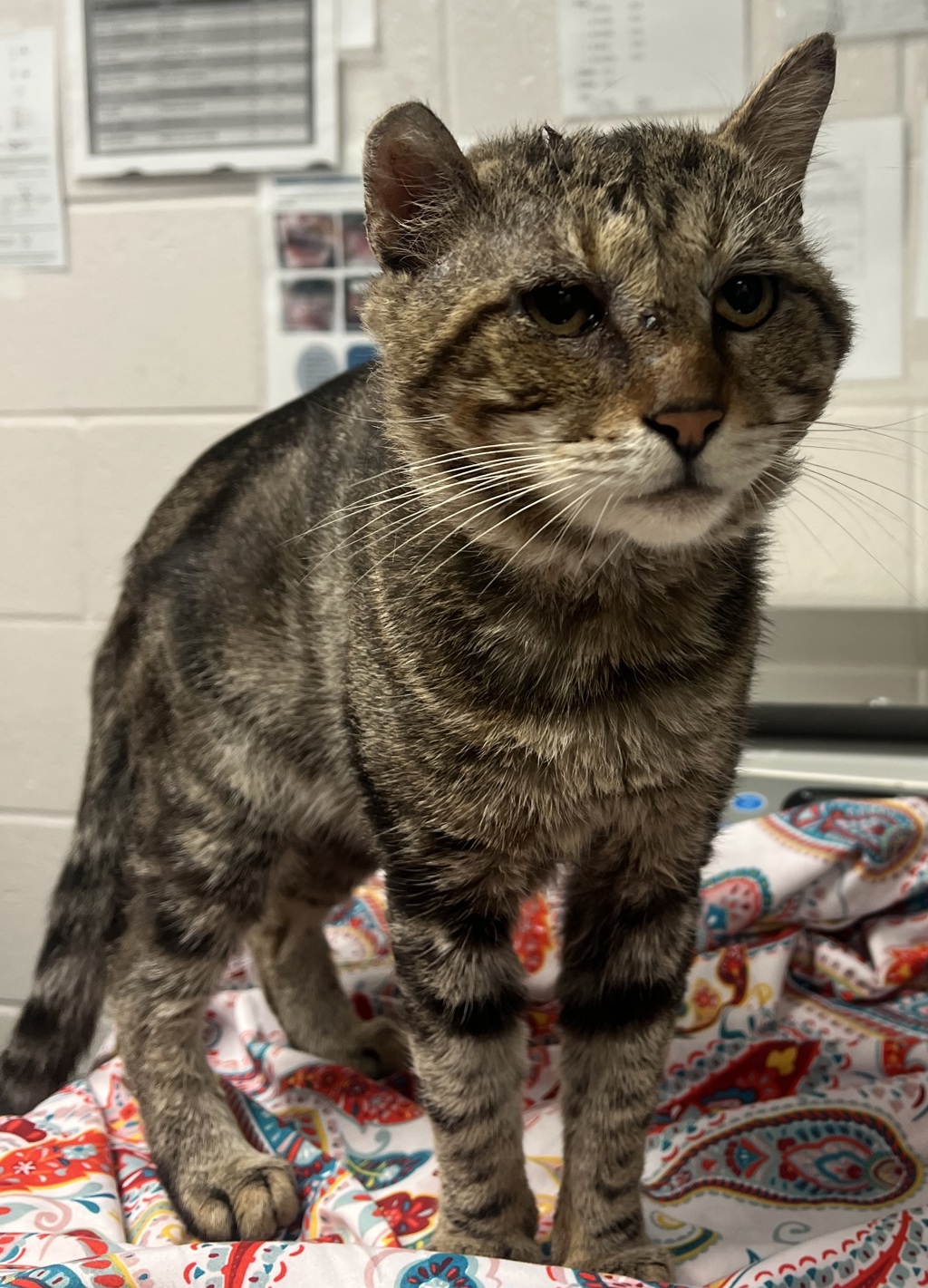 Shelter Stray Male Cat last seen Fuller Street, RALEIGH, NC, 27606, 820 Beacon Lake Dr, Raleigh, NC 27610, USA