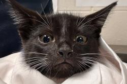 Shelter Stray Male Cat last seen Archibold Way, RALEIGH, NC, 27616, 820 Beacon Lake Dr, Raleigh, NC 27610, USA
