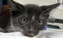 Shelter Stray Female Cat last seen Archibold Way, RALEIGH, NC, 27616, 820 Beacon Lake Dr, Raleigh, NC 27610, USA
