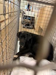 Shelter Stray Female Dog last seen Near Rosewood Avenue, AUSTIN, TX, 78702, 7201 Levander Loop bldg a, Austin, TX 78702, USA