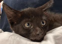 Shelter Stray Male Cat last seen Archibold Way, RALEIGH, NC, 27616, 820 Beacon Lake Dr, Raleigh, NC 27610, USA