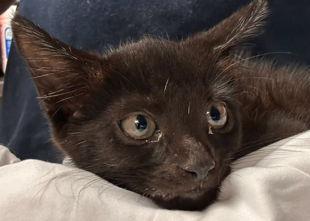 Shelter Stray Male Cat last seen Archibold Way, RALEIGH, NC, 27616, 820 Beacon Lake Dr, Raleigh, NC 27610, USA