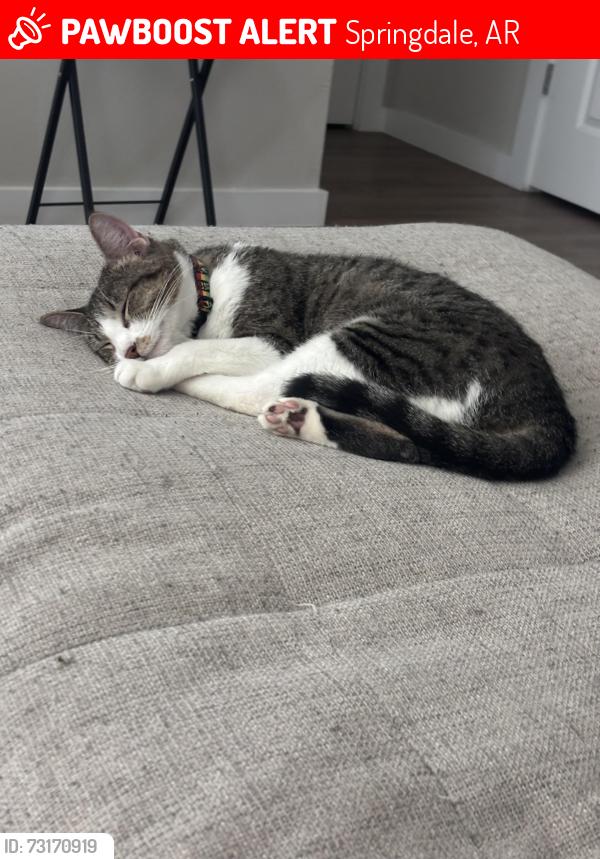 Lost Female Cat last seen Black Onyx, Chantel, Jade/Garnet, Springdale, AR 72764