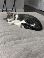 Lost Female Cat last seen Black Onyx, Chantel, Jade/Garnet, Springdale, AR 72764
