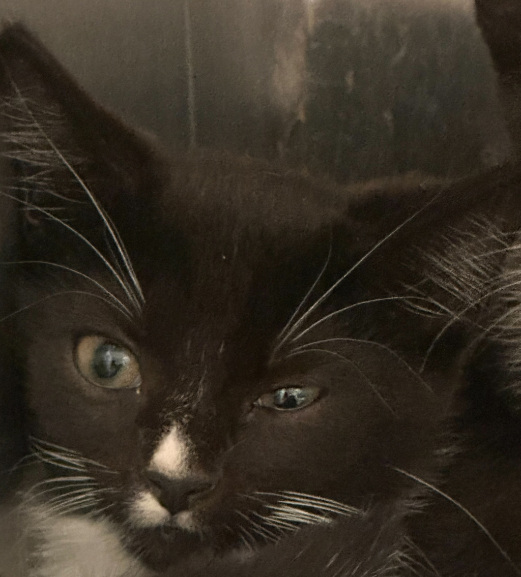 Shelter Stray Female Cat last seen Archibold Way, RALEIGH, NC, 27616, 820 Beacon Lake Dr, Raleigh, NC 27610, USA