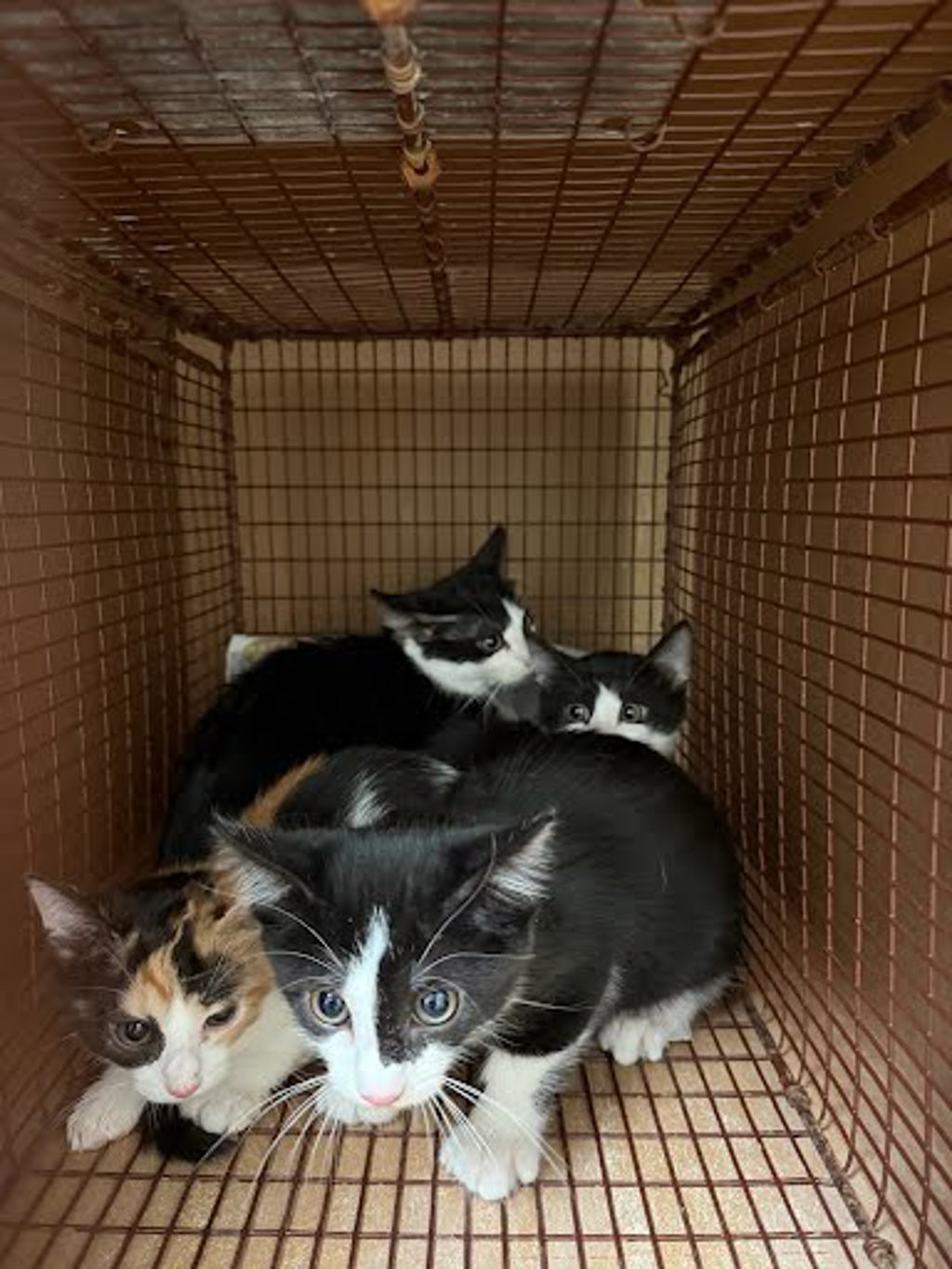 Shelter Stray Unknown Cat last seen Near Clear Pond Cove, AUSTIN, TX, 78737, 7201 Levander Loop bldg a, Austin, TX 78702, USA