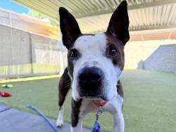 Shelter Stray Male Dog last seen Near W Brampton Way, SALT LAKE CITY, UT, 84104, 511 W 3900 S, Salt Lake City, UT 84123, USA