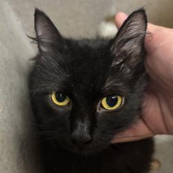 Shelter Stray Female Cat last seen Near Dickey Road, SILVERDALE, WA, 98383, 9167 Dickey Rd NW, Silverdale, WA 98383, USA