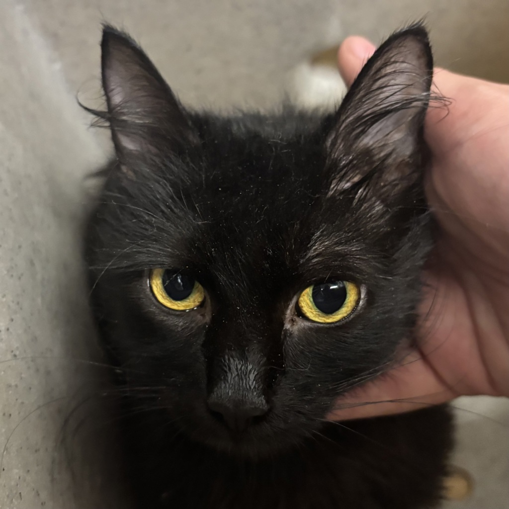 Shelter Stray Female Cat last seen Near Dickey Road, SILVERDALE, WA, 98383, 9167 Dickey Rd NW, Silverdale, WA 98383, USA