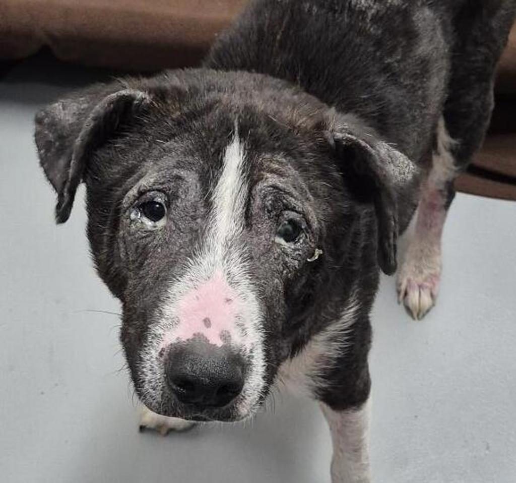 Shelter Stray Male Dog last seen Near NE 288th Street, KINGSTON, WA, 98346, 9167 Dickey Rd NW, Silverdale, WA 98383, USA