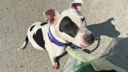 Shelter Stray Male Dog last seen Apt 2E,35-05 30th Street, ASTORIA, NY, 11106, 326 E 110th St, New York, NY 10029, USA