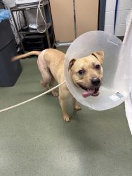 Shelter Stray Male Dog last seen Macombs Dam Park, BRONX, NY, 10451, 326 E 110th St, New York, NY 10029, USA
