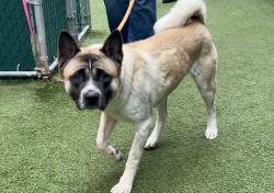 Shelter Stray Female Dog last seen Near Fdr Drive, NEW YORK, NY, 10026, 326 E 110th St, New York, NY 10029, USA