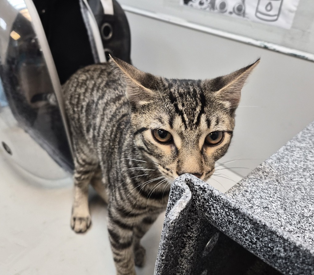Shelter Stray Male Cat last seen Near W 134th Street, NEW YORK, NY, 10031, 326 E 110th St, New York, NY 10029, USA