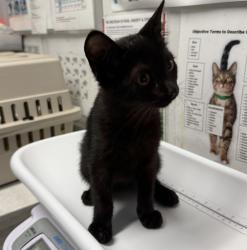Shelter Stray Male Cat last seen Near S Broadway, Escondido, CA, 92025, Escondido, CA 92027, USA