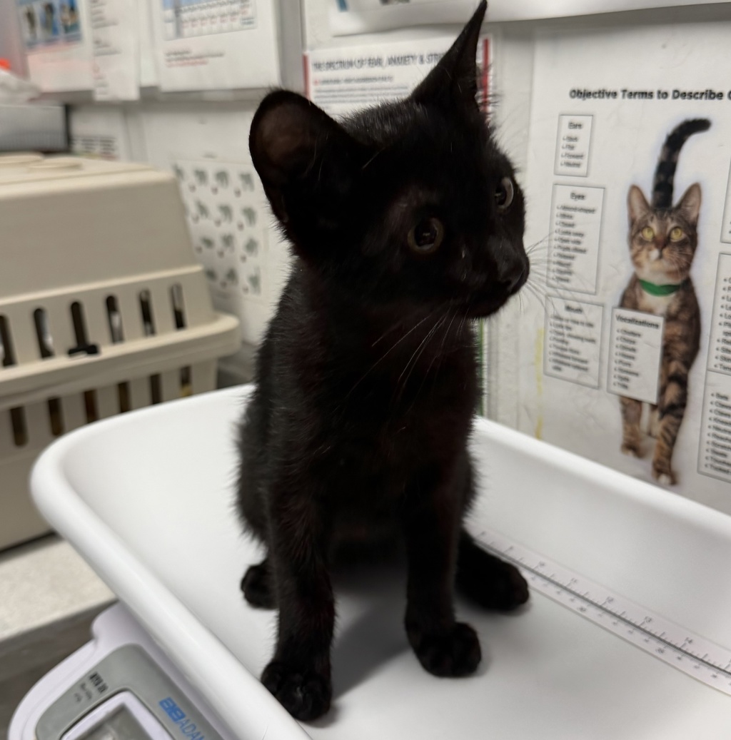 Shelter Stray Male Cat last seen Near S Broadway, Escondido, CA, 92025, Escondido, CA 92027, USA