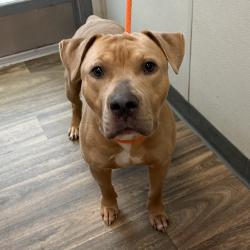 Shelter Stray Male Dog last seen San Diego, CA, 92111, 5500 Gaines St, San Diego, CA 92110, USA