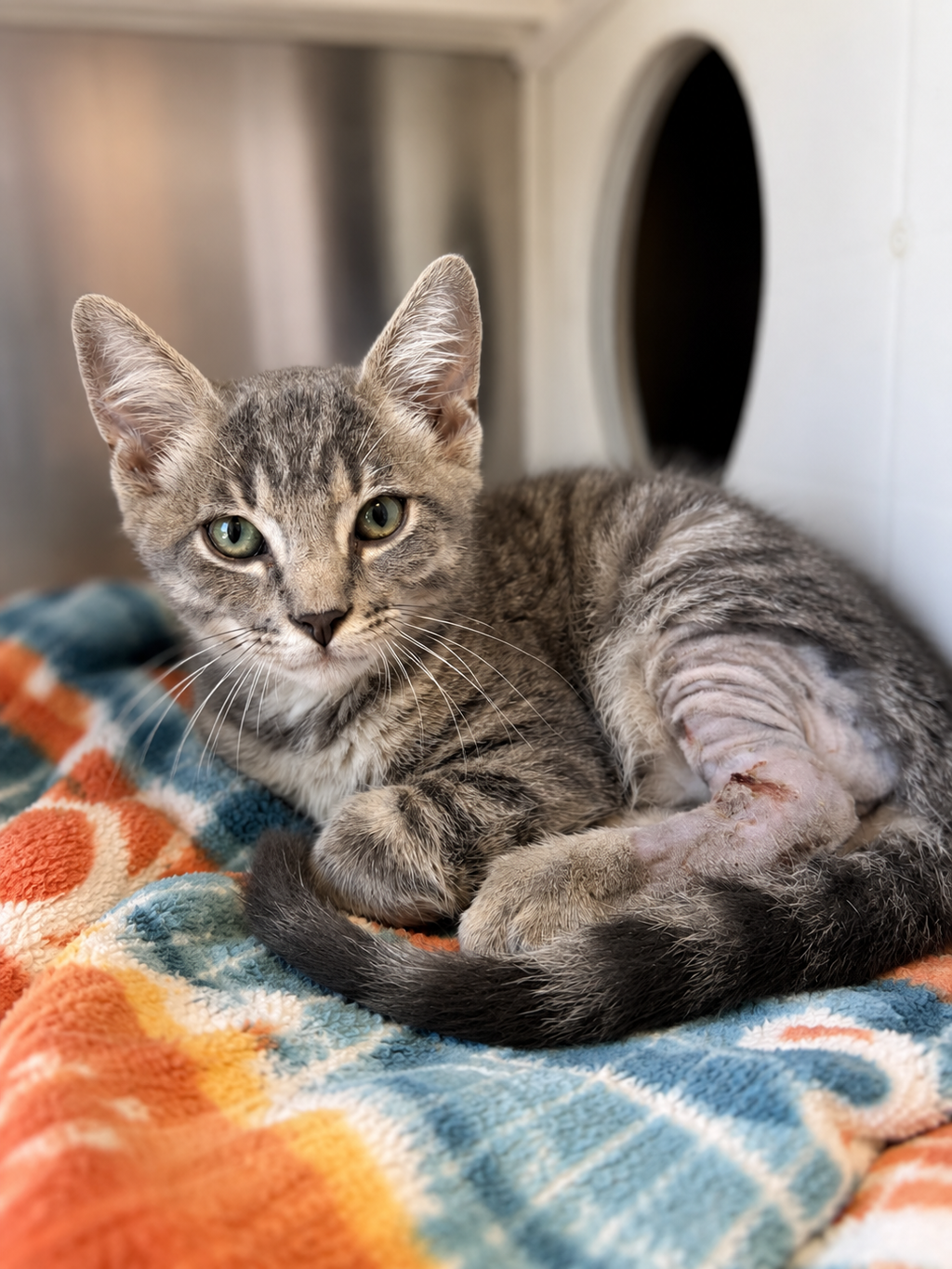 Shelter Stray Male Cat last seen Near E Simcoe Street, LAFAYETTE, LA, 70501, 410 Dugas Rd, Lafayette, LA 70507, USA