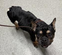Shelter Stray Male Dog last seen Calle Cristobal, San Diego, CA, 92126, Escondido, CA 92027, USA