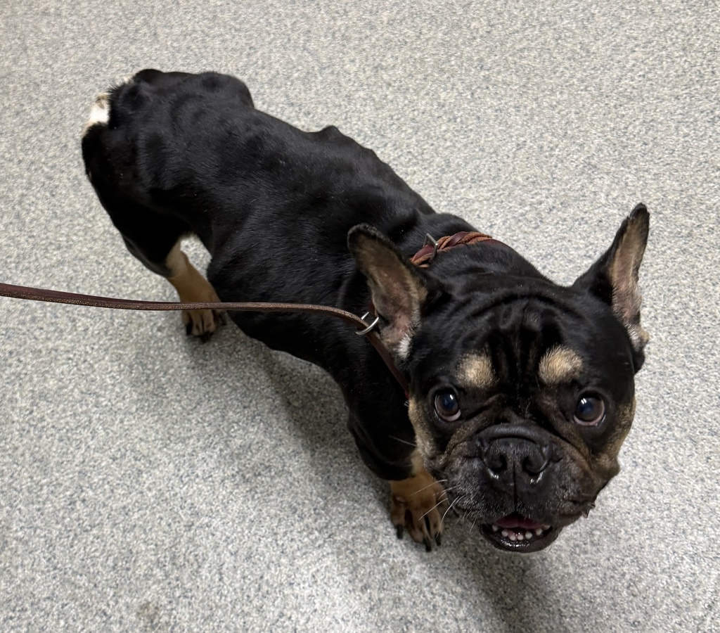 Shelter Stray Male Dog last seen Calle Cristobal, San Diego, CA, 92126, Escondido, CA 92027, USA