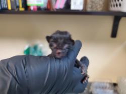 Shelter Stray Female Cat last seen Near San Juan Place, Oceanside, CA, 92058, Oceanside, CA 92058, USA