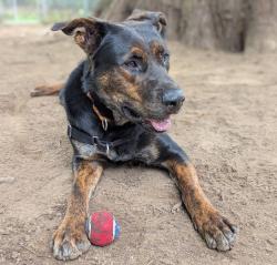 Shelter Stray Male Dog last seen SE 132nd/Raymond, PORTLAND, OR, 97236, 1700 W Historic Columbia River Hwy, Troutdale, OR 97060, USA