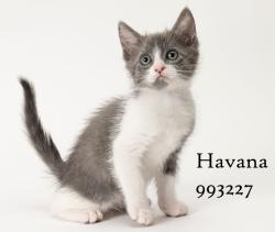 Shelter Stray Female Cat last seen Near Margarita Street, San Diego, CA, 92114, 5500 Gaines St, San Diego, CA 92110, USA