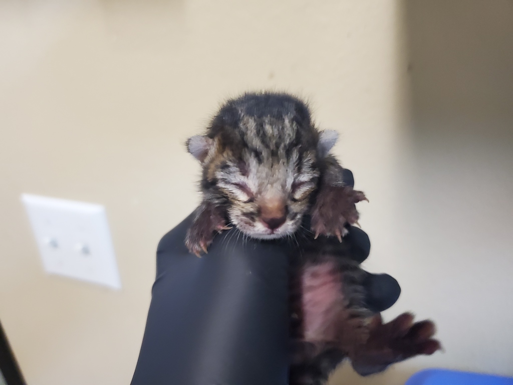 Shelter Stray Male Cat last seen Near San Juan Place, Oceanside, CA, 92058, Oceanside, CA 92058, USA