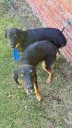 Found/Stray Female Dog last seen Coronado high school, Lubbock, TX 79410