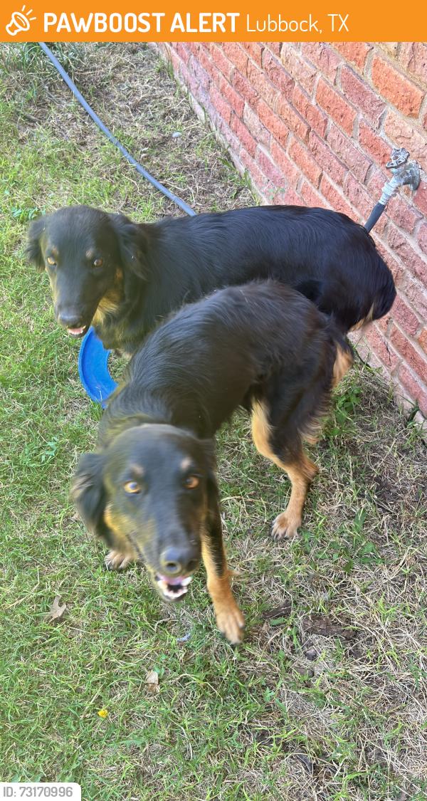 Found/Stray Female Dog last seen Coronado high school, Lubbock, TX 79410