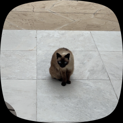 Lost Female Cat last seen Peachwood Dr and Malletwood Dr, Brandon, FL 33510
