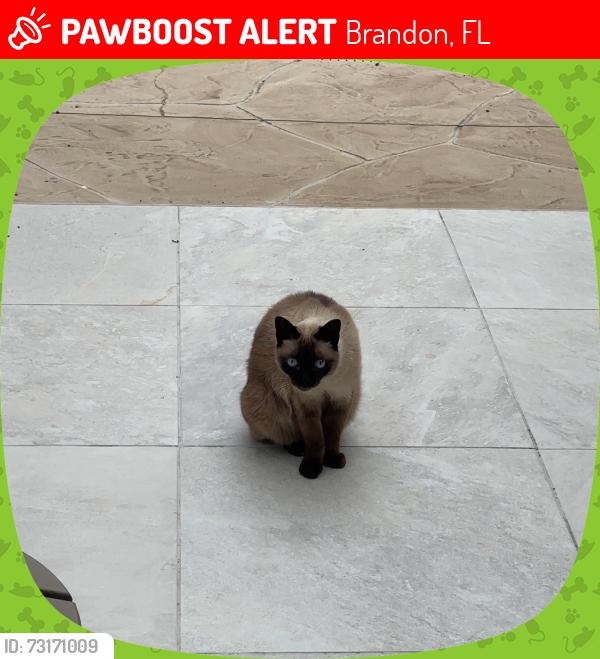 Lost Female Cat last seen Peachwood Dr and Malletwood Dr, Brandon, FL 33510