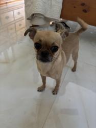 Found/Stray Female Dog last seen Near spring garden Rd Miami, Miami, FL 33136