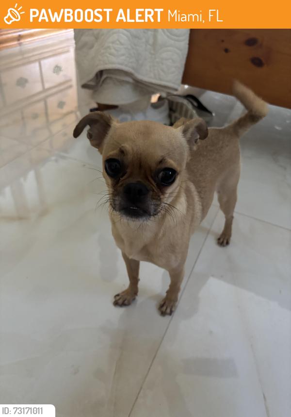 Found/Stray Female Dog last seen Near spring garden Rd Miami, Miami, FL 33136